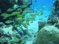   Cozumel 608 taken submersible B.O.B 3.2 megapixel Cannon. 6/08 08 BOB 32 Cannon  